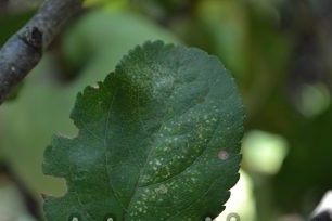 Bacteriosis or bacterial burn