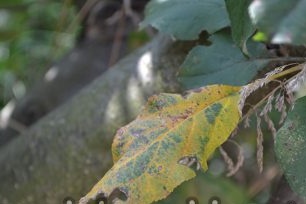 When branches are infected with bacteriosis, dark watery marks appear on them.