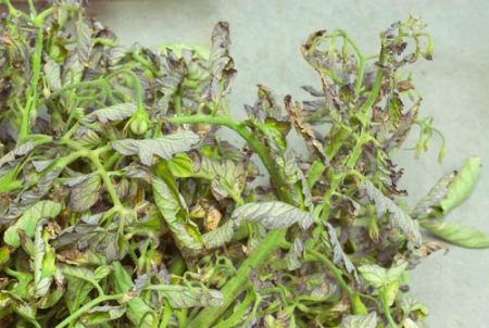 Why tomato leaves curl, how to be