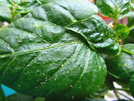 Rệp trên quả anh đào - làm thế nào để thoát khỏi nó