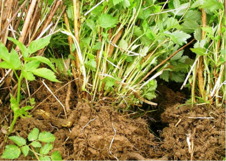 храстови малини и неприятели