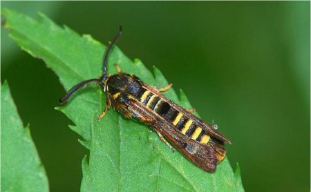 чаша за малини