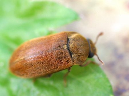 малинов бръмбар