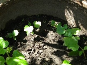 komkommerstruiken in een vat wanneer gekweekt