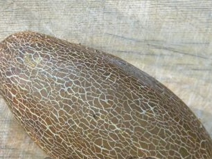 Обрасъл краставица за събиране на семена