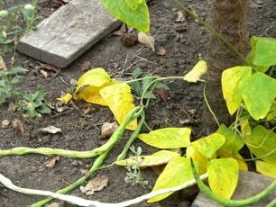 Signaal Boneschillen