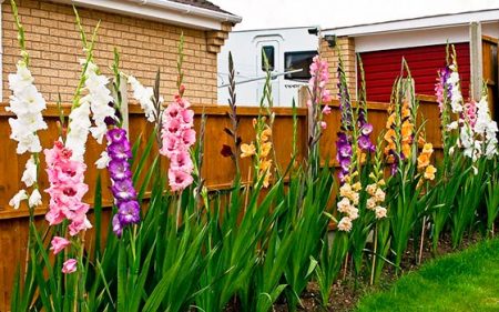 Khi nào cần đào gladioli và cất giữ