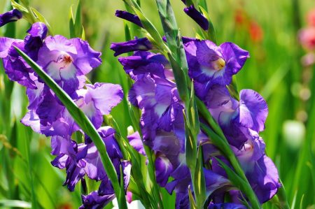 Khi nào cần đào gladioli và cách cất giữ chúng