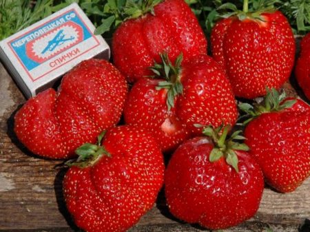Strawberry Gigantella: variëteitbeschrijving, foto's, beoordelingen