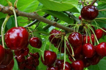 Vyšnia „Valerijus Chkalovas“: klasės aprašymas