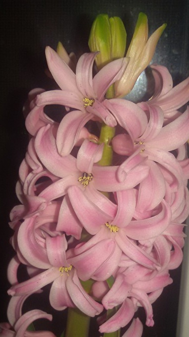 Хиацинти на крушка