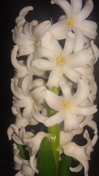 Как да отглеждате зюмбюл от луковица