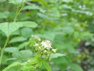 Sau 2-3 năm, những nụ đầu tiên sẽ xuất hiện trên bụi cây mâm xôi đen