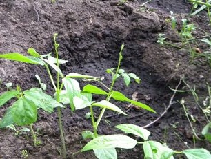 Chinese bean bushes with leaves