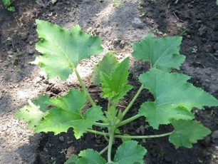 Reguliariai laistykite moliūgo šulinius