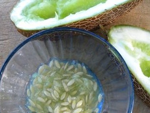 Изберете семена от краставици