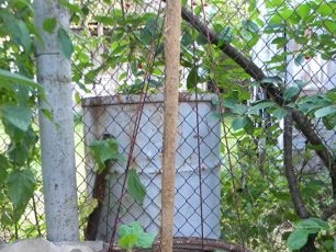 Parama agurkams statinėje