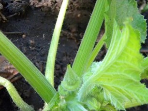 Pirmosios kiaušidės ant moliūgų krūmų gali pasirodyti dar prieš žydėjimą