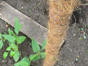 When growing wigne, you can install a support