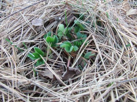 Как да покрием ягоди за зимата?