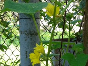 kleine komkommers terwijl ze in een vat groeien