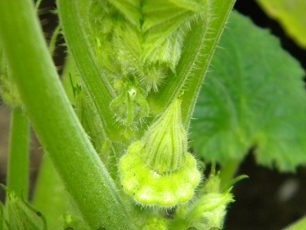 Skvošas supilamas į skylę, kad lapai nesušlaptų