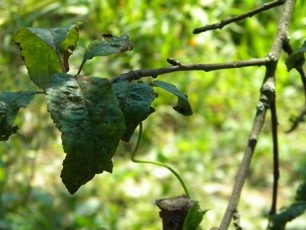 You can also let the lamb about trees