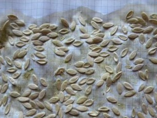 Сушени семена от краставици