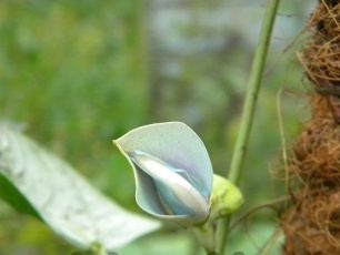 Vigna flowers look like bean flowers
