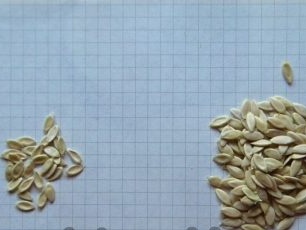 Изхвърлете лошите семена от краставици