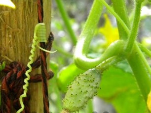 Groeiende komkommers in een vat