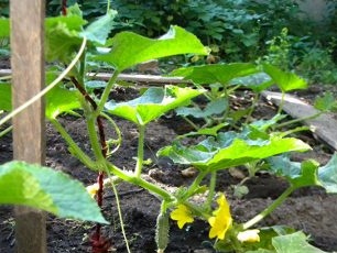 „Pasidaryk pats“ agurkų atramos