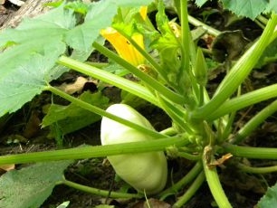 Kaip auginti moliūgus