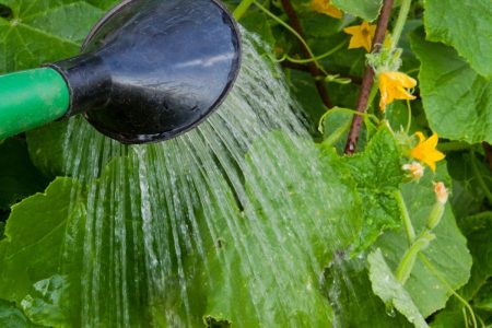Feeding cucumbers in a greenhouse with folk remedies