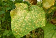 болести от краставици