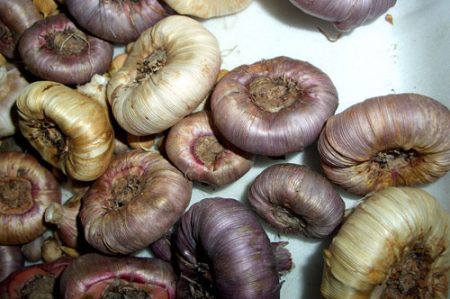 Khi nào cần đào gladioli và cách bảo quản