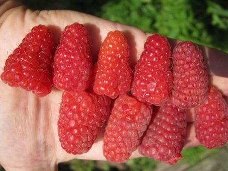 Raspberries 