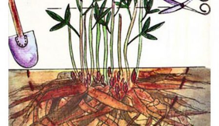 How to transplant peonies in the fall to a new place