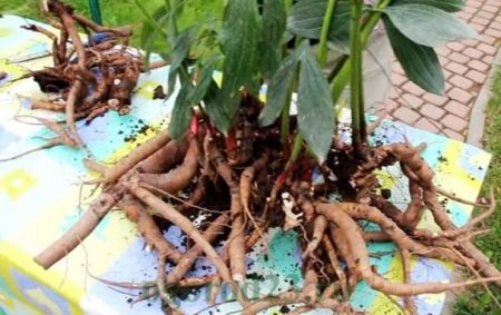 Как да трансплантирате божури, така че да цъфтят следващата година