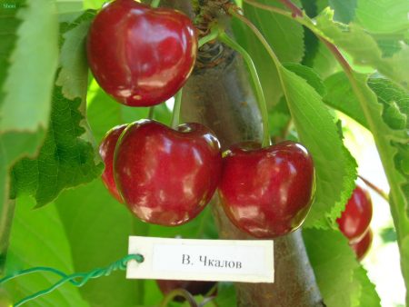 Saldi vyšnia „Valerijus Chkalovas“: apžvalgos