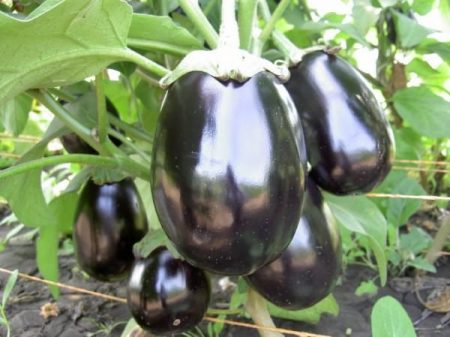 Eggplant 