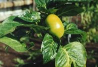 болести от пипер пипер