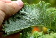 как да се отървем от листни въшки на ябълково дърво