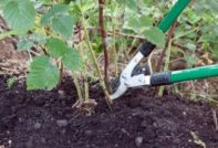 как да подрязваме малини през пролетта