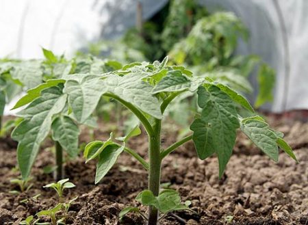 How to water tomatoes after planting in a greenhouse