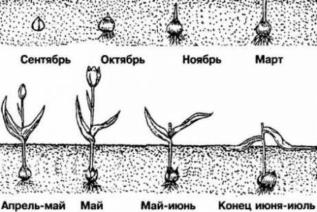 Kada sodinti tulpes rudenį priemiestyje