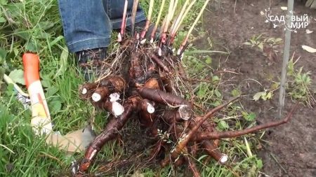 How to transplant peonies in the fall to a new place