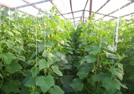 Top dressing cucumbers in a greenhouse folk