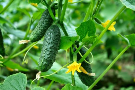 Topping cucumbers in a greenhouse