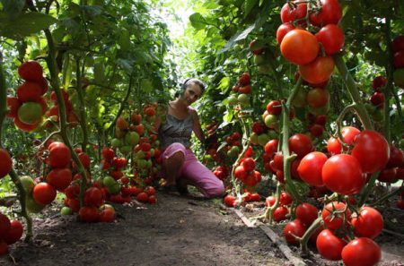 Tomato care in the greenhouse from planting